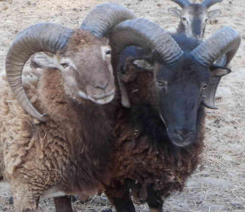 lamb
