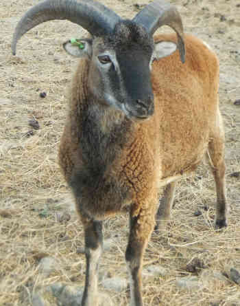 yearling
