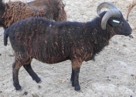 black yearling